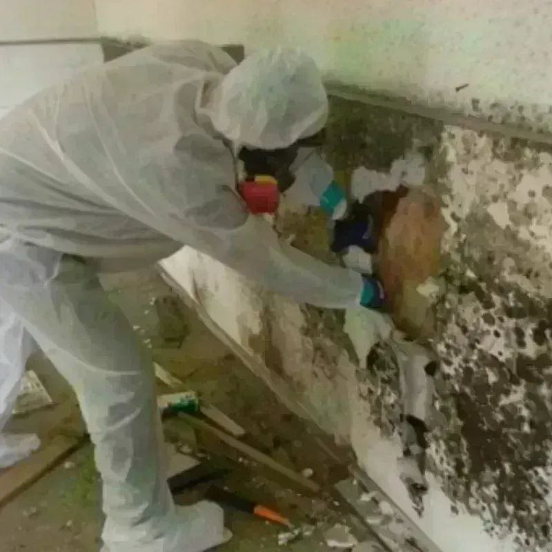 Mold Remediation and Removal in Chicago Ridge, IL